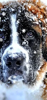 St. Bernard dog covered in snowflakes in a winter scene.