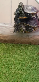 Three turtles stacked on a plastic container over grass.