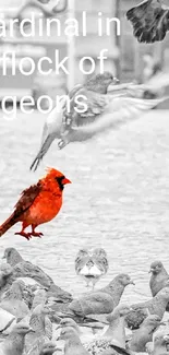 Red cardinal in grayscale pigeon flock wallpaper.