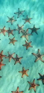 Starfish scattered across turquoise waters, creating a peaceful oceanic scene.