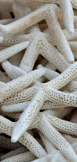 Close-up view of natural starfish in earthy tones, ideal for beach-themed decor.