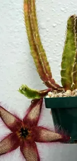 Starfish cactus in green pot against white wall.