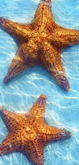 Two starfish resting in clear blue ocean water mobile wallpaper.