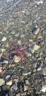 A starfish rests on a rocky shoreline, embraced by shimmering waters.