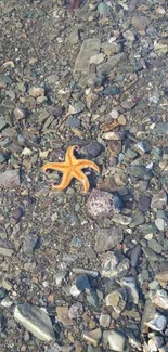 Vibrant starfish resting on a rocky, clear shoreline background.