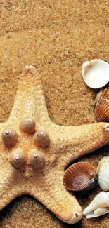 Starfish and seashells on sandy beach wallpaper.