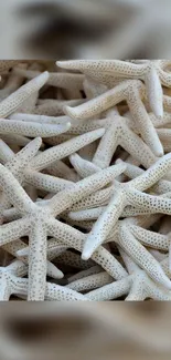 Starfish texture wallpaper in beige tones for a natural, calming vibe.