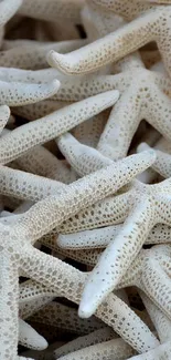 Close-up texture of white starfish for serene mobile wallpaper.