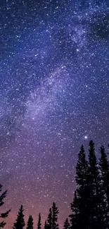 Starlit night sky with pine tree silhouettes.