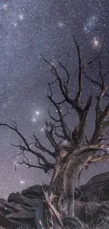 Tree silhouette against a starlit purple night sky.