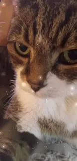 Close-up of a cat with a starry effect, displaying a serene and magical look.