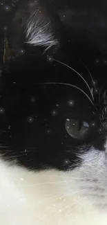 Close-up of a black and white cat with starry sparkle effect.