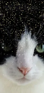 Close-up of a black and white cat's face with a starry, golden overlay.