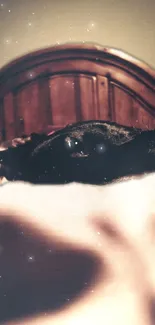 Dog rests under wooden headboard with stars above.