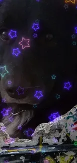 Black dog's face with colorful stars on a wallpaper.