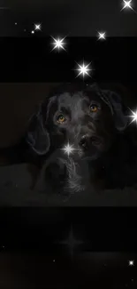 Dog lying under a starry sky, featuring glowing stars.