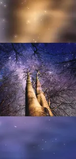 Tall trees under a starry sky, creating a magical night scene.