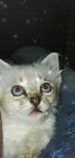 Adorable kitten gazing at night sky filled with stars.