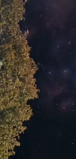 Starry night sky with leafy branches.