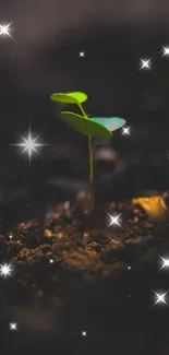 A young green seedling surrounded by stars on a dark earthy background.