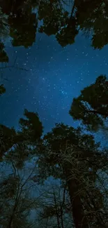 Starry night sky framed by tall trees.