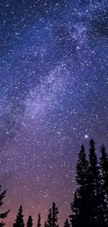 Starry night sky with silhouetted pine trees.