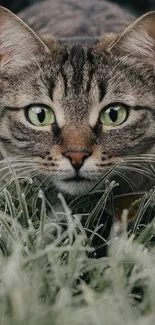 Cat with green eyes in frosty grass background.