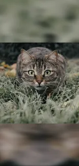 A stealthy cat crouched in frosty, green grass, staring intently ahead.