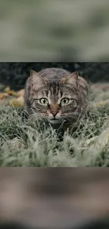 A tabby cat lying in green grass with a focused expression.