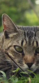 Cat lying in green grass, eyes focused.