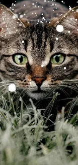 Stealthy cat with green eyes in frosty grass wallpaper.