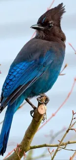 Steller S Jay Bird Azure Live Wallpaper