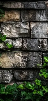 Rustic stone wall intertwined with lush green ivy