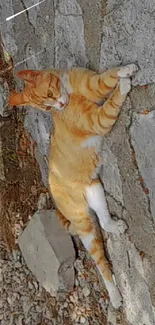 Stone path with ginger cat relaxing outdoors.