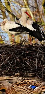 Storks nesting with a duck in the foreground against tree branches.