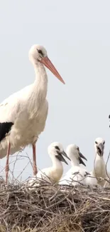 Stork standing protectively in nest.