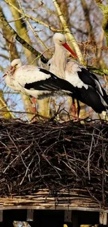 Two storks standing in a natural nest, surrounded by tree branches.