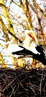 Two storks standing in a nest with branches.