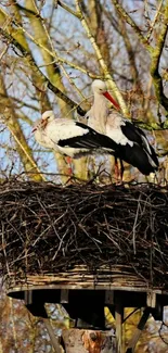 Two storks perched on a nest amidst bare trees.