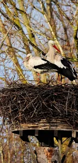 Two storks perched in a nest on tree branches.