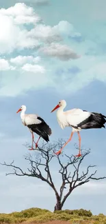 Two storks perched on a tree with a blue sky background.