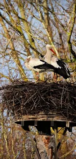 Two storks perched in a nest surrounded by forest branches.