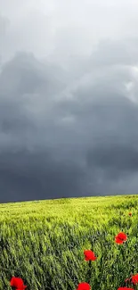 Vibrant red poppies under a dramatic stormy sky with a lone tree.