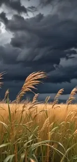 Golden grasses sway under a dark, stormy sky.