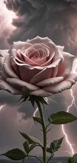 A stunning rose with lightning in the cloudy sky.