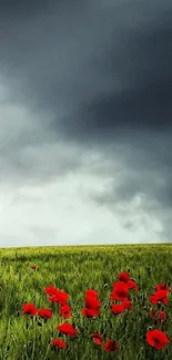 Dark stormy sky over field with red poppies.