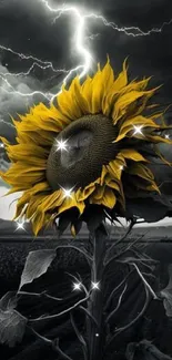 Sunflower in stormy landscape with dramatic lightning.