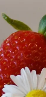 Close-up of a red strawberry with a white daisy.