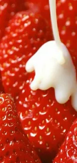 Close-up of red strawberries with cream drizzle.