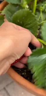 Hand tending strawberry plant in garden pot.